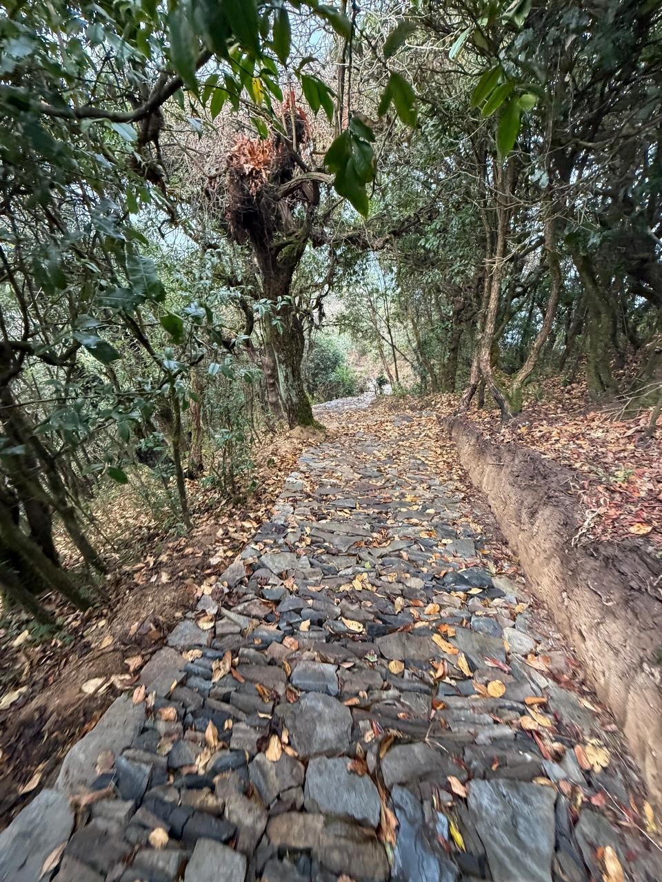 Stone-paved trail winding across a forested hillside