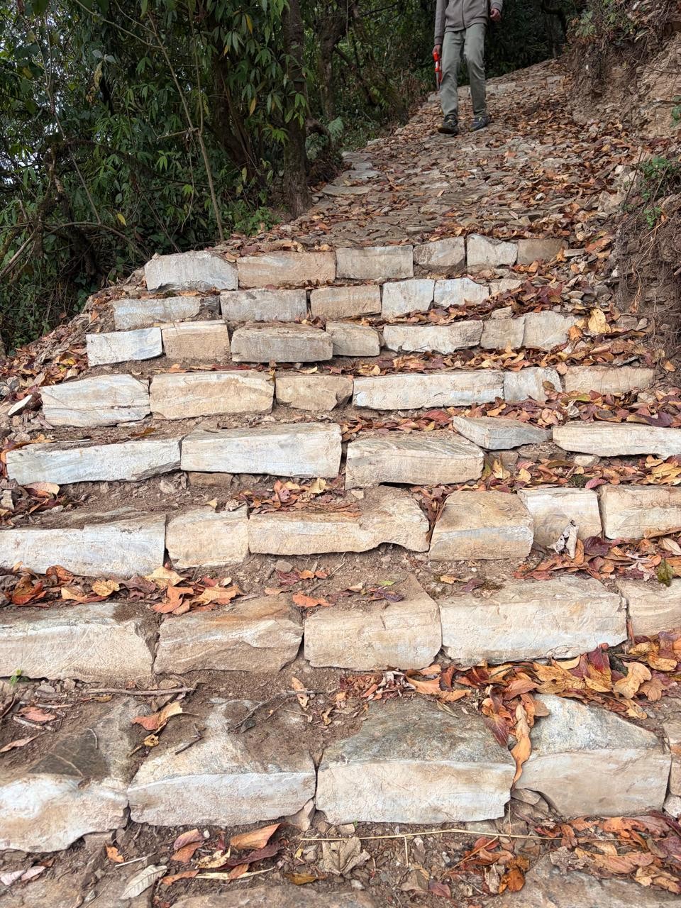 Constructed stone steps through forest terrain